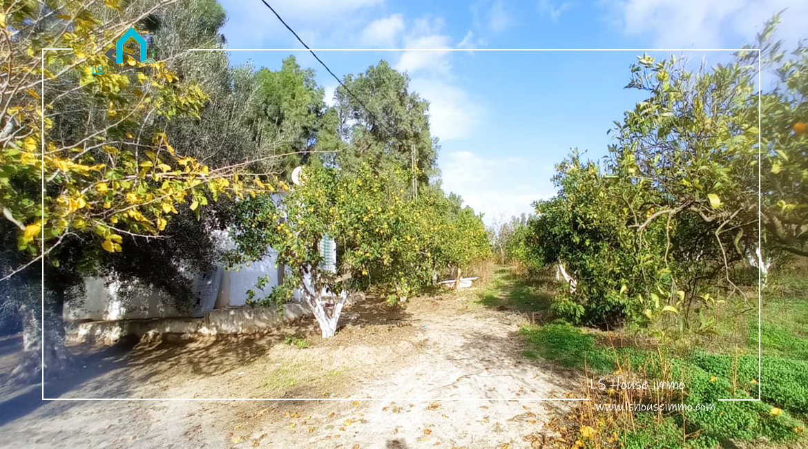 Senia 02 Hectares à Bouargoub