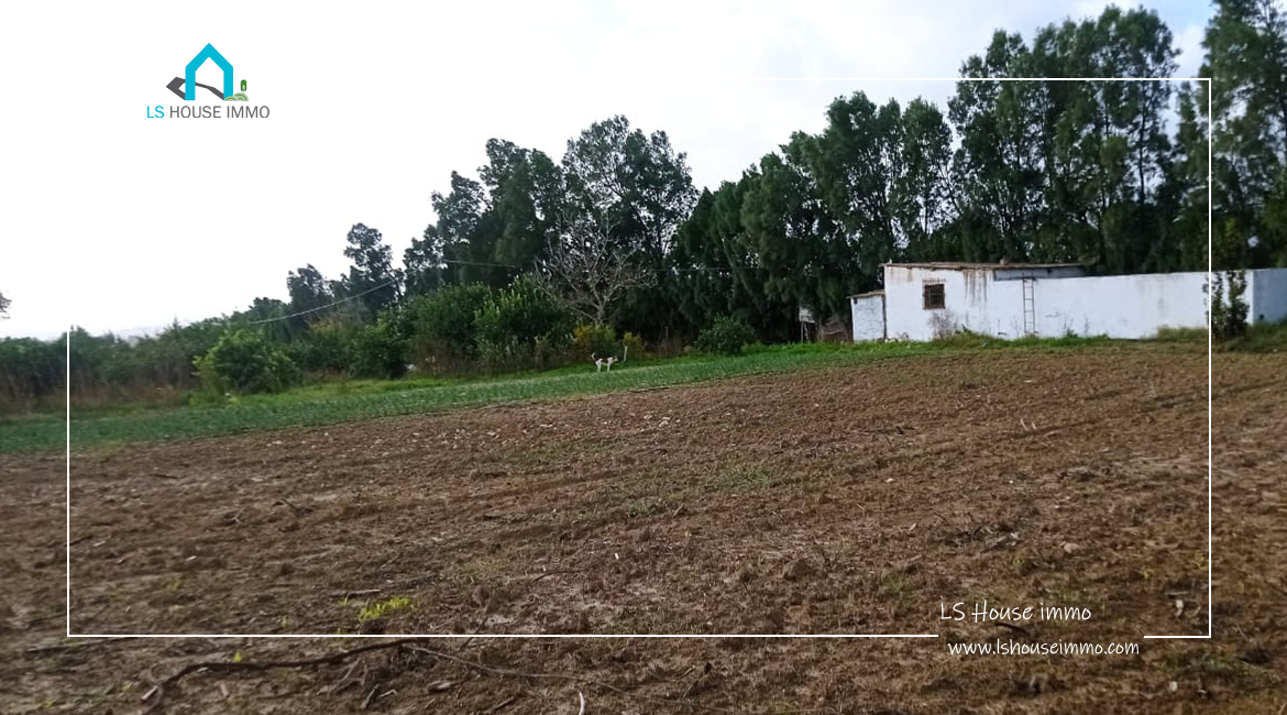 Senia 02 Hectares à Bouargoub