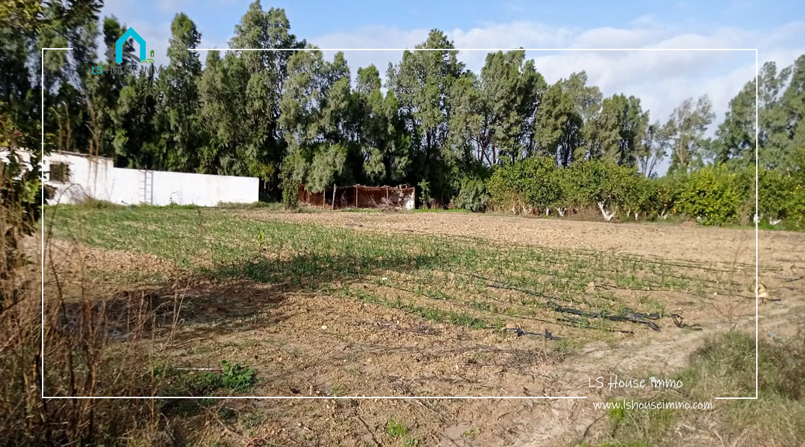 Senia 02 Hectares à Bouargoub